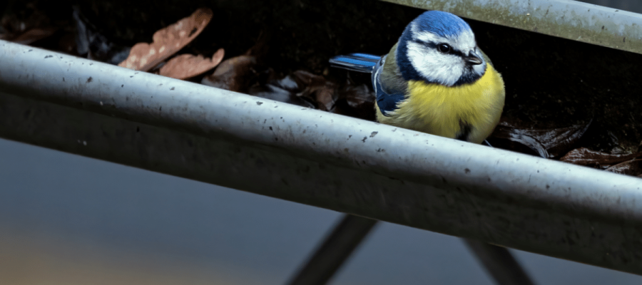 oiseau dans une gouttière par Solution Toiture